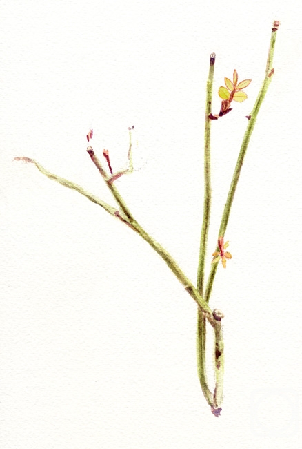 �������. ������� ����. �����