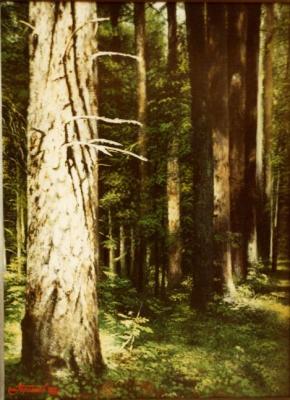The fir tree. Gorlanov Mihail