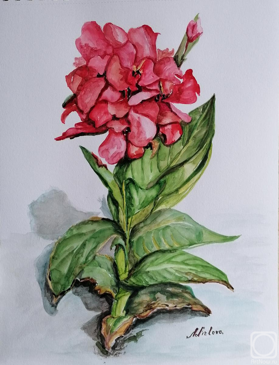 �������. ������� �������. �� �������� CANNA