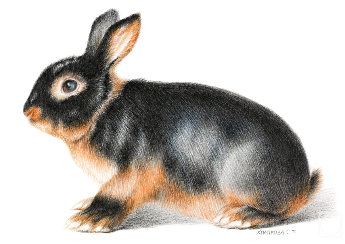 �������. �������� ��������. ������ �����-��������