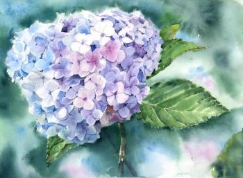 Blue hydrangea. Vietnam