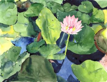 .    #1 (Pink Water Lilies).  
