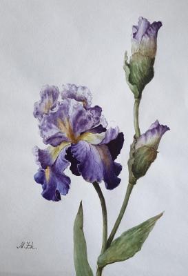 Purple irises. Zhivlyuk Marina