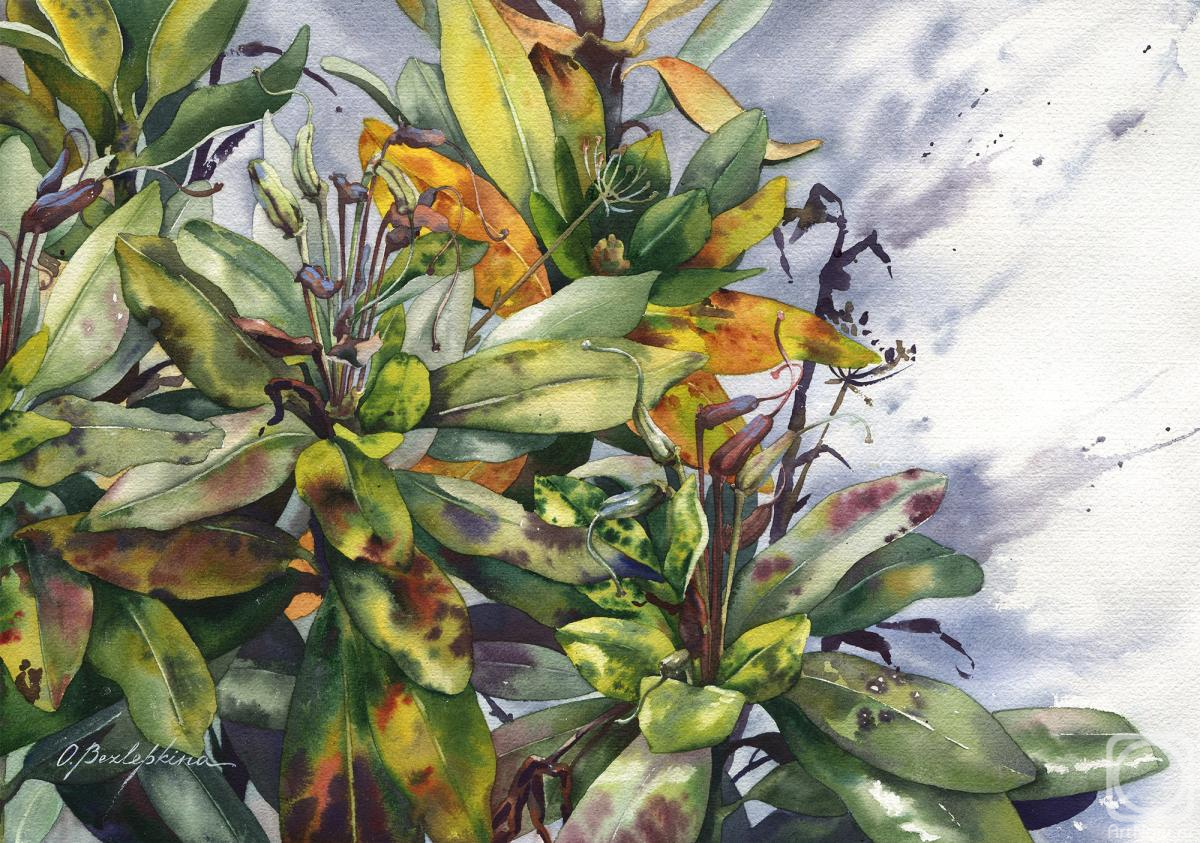 Bezlepkina Olga. Rhododendron #6
