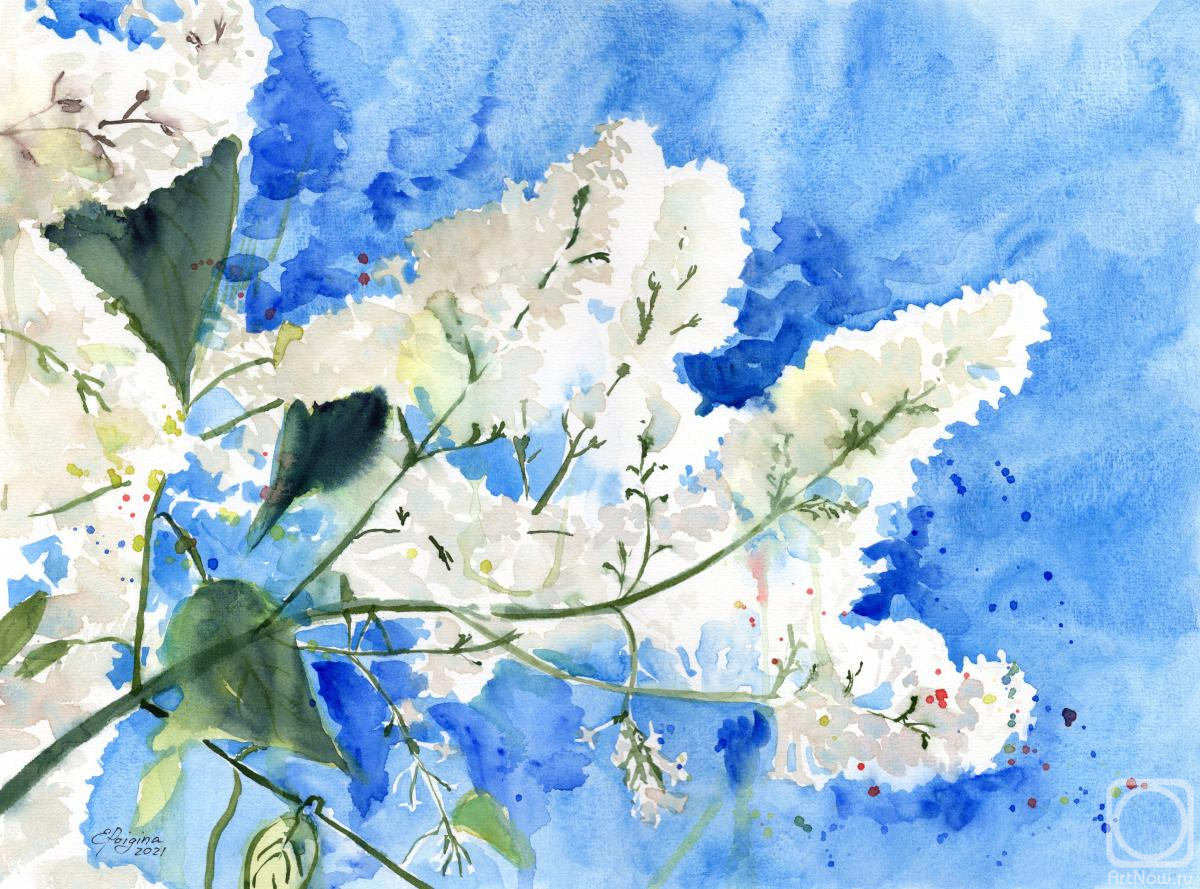 Poygina Elena. White lilac and blue sky