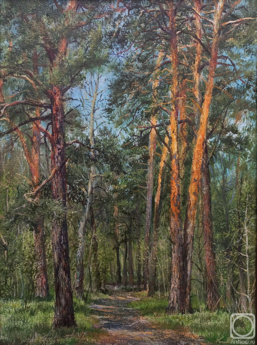Kovalev Denis. Pine trees in the morning