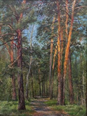 Pine trees in the morning. Kovalev Denis