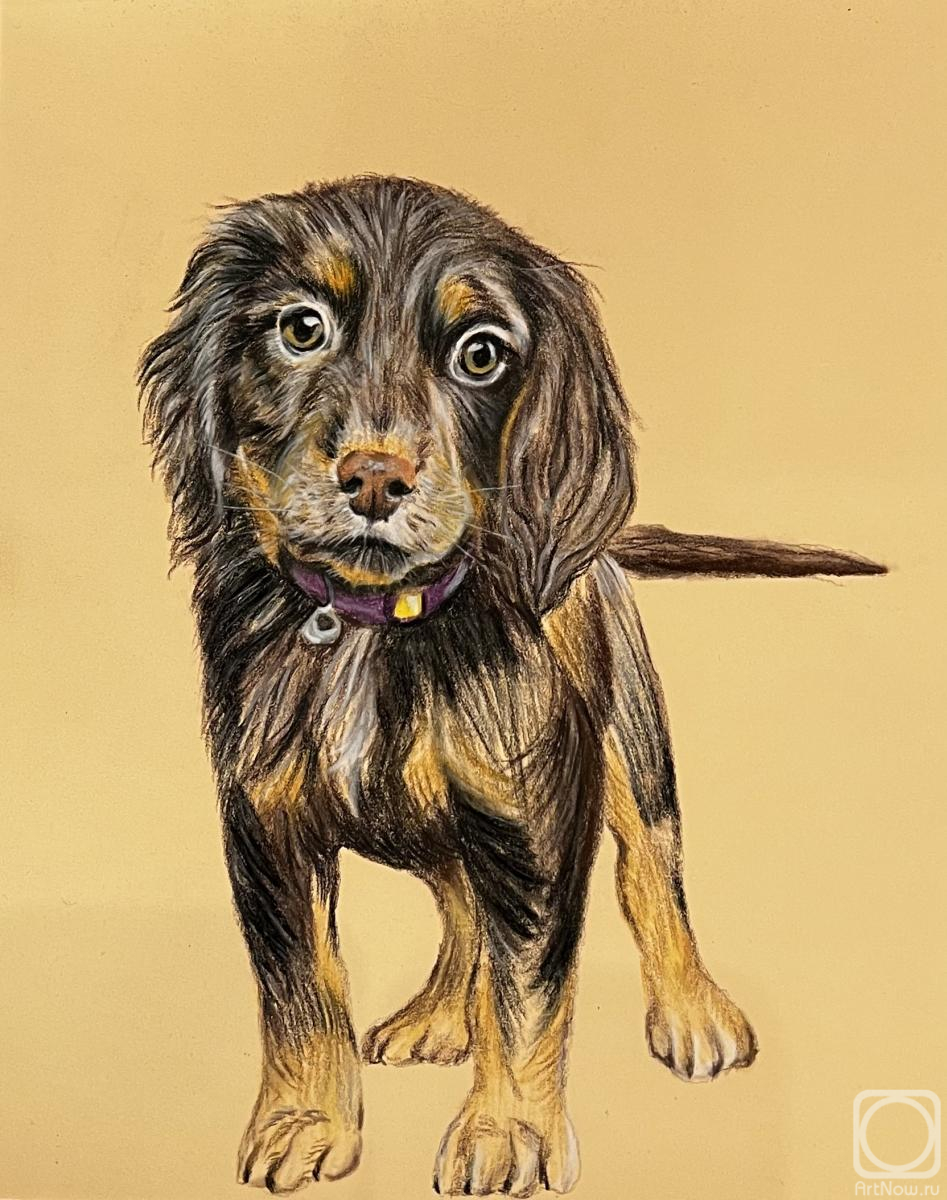 Baytenova Daniya. Cocker