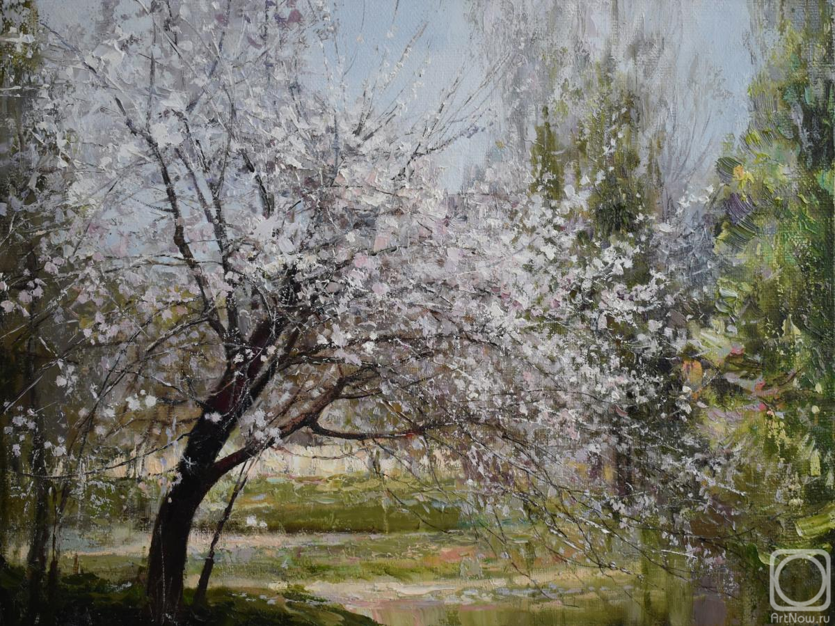 Varlamova Oksana. Cherry blossoms