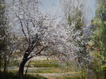 Cherry blossoms. Varlamova Oksana