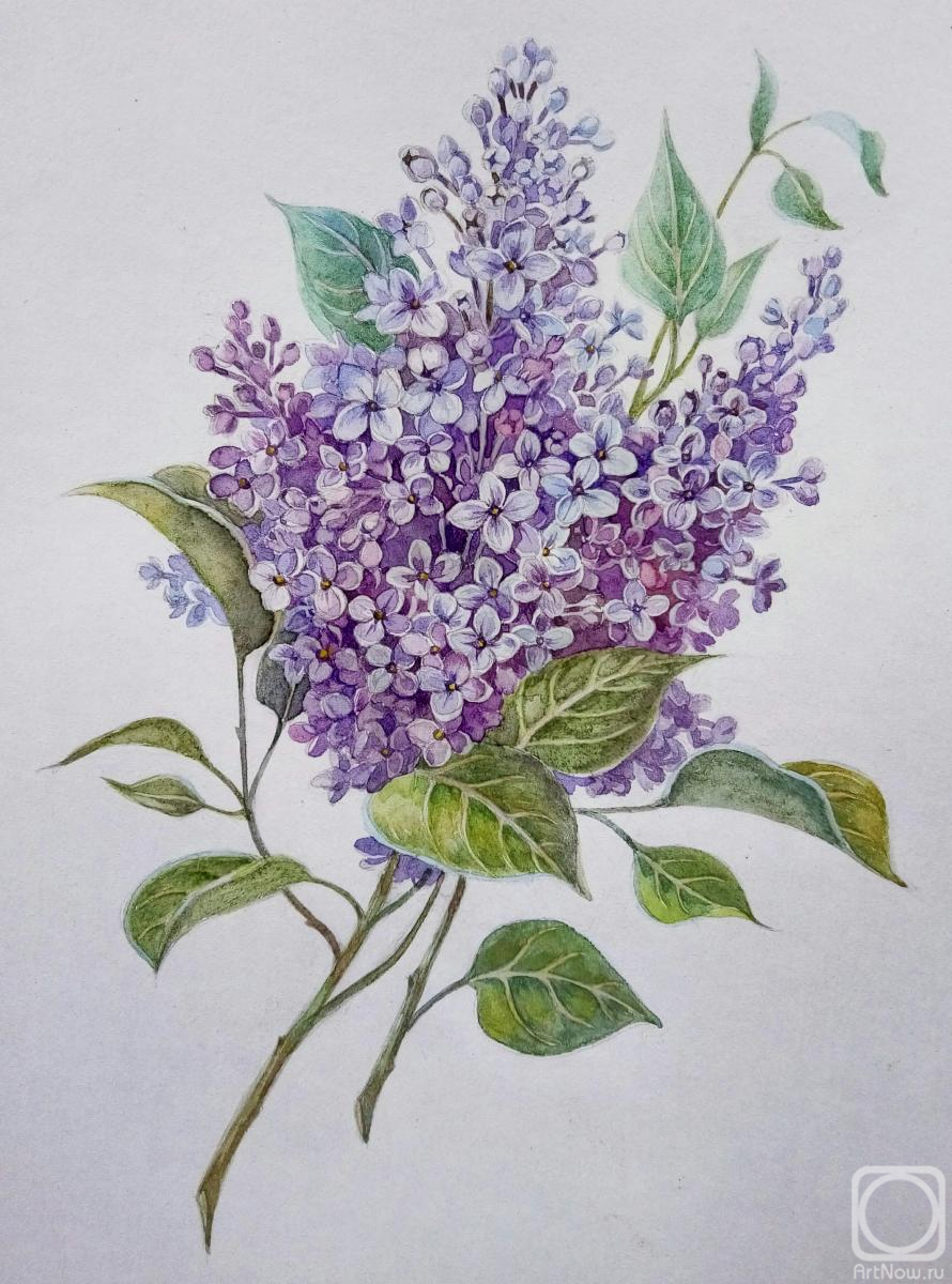 �������. ������� ���������. ����� ������