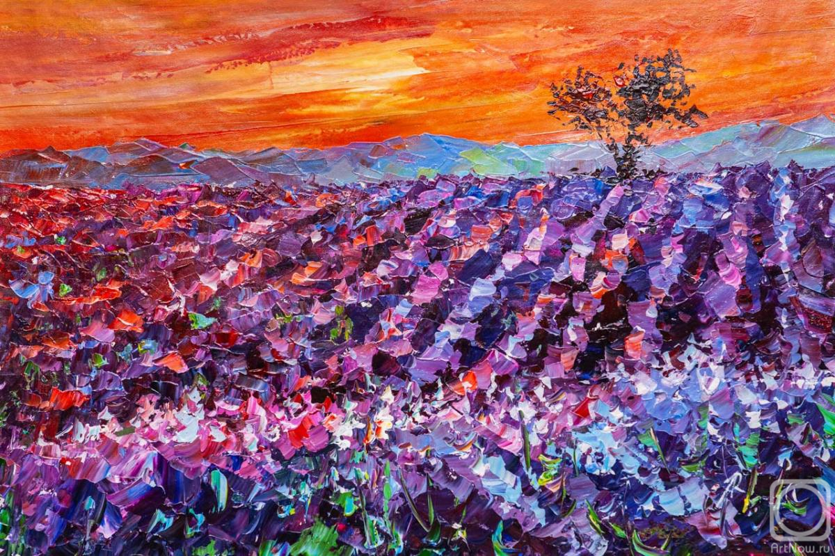Rodries Jose. Lavender fields at sunset