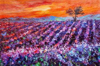 Lavender fields at sunset (). Rodries Jose
