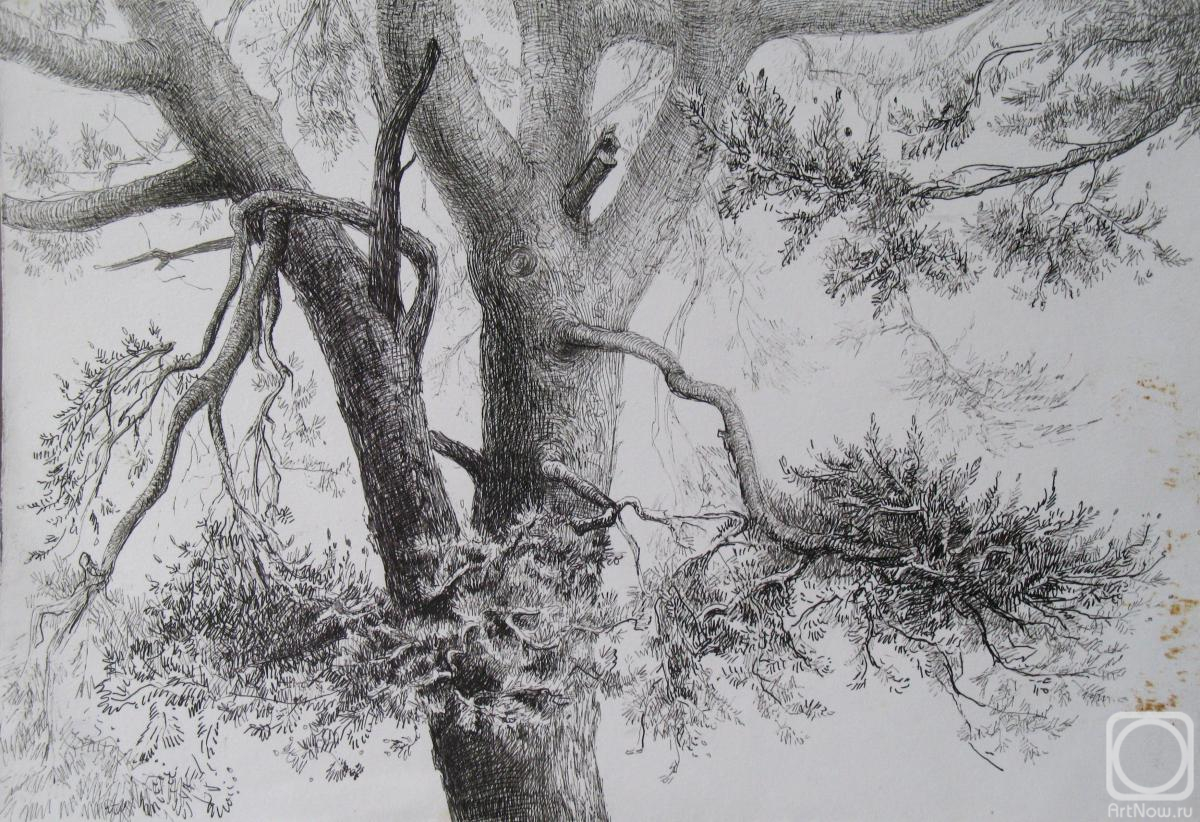 �������. ������ ����. �����