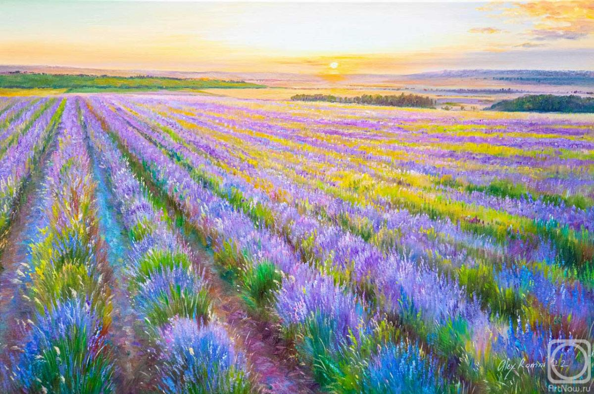 Romm Alexandr. Flowering lavender fields