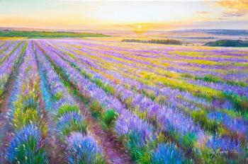 Flowering lavender fields. Romm Alexandr