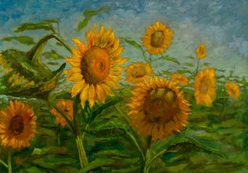 Sunflowers summer