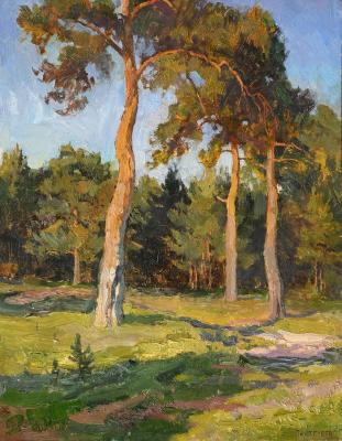 Pines on the edge (etude). Panteleev Sergey