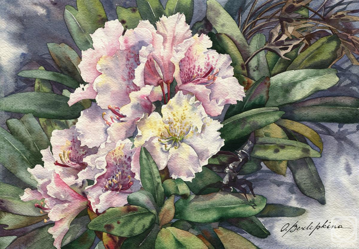Bezlepkina Olga. Rhododendron #5