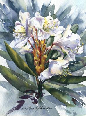 Rhododendron #11. Bezlepkina Olga
