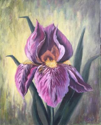 The iris flower (Lilac Iris). Kirilina Nadezhda