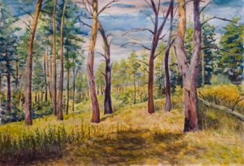 Summer . View in a pine forest. Gubin Rodion