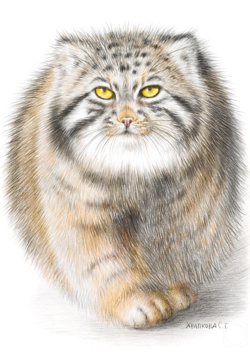 �������. �������� ��������. �����