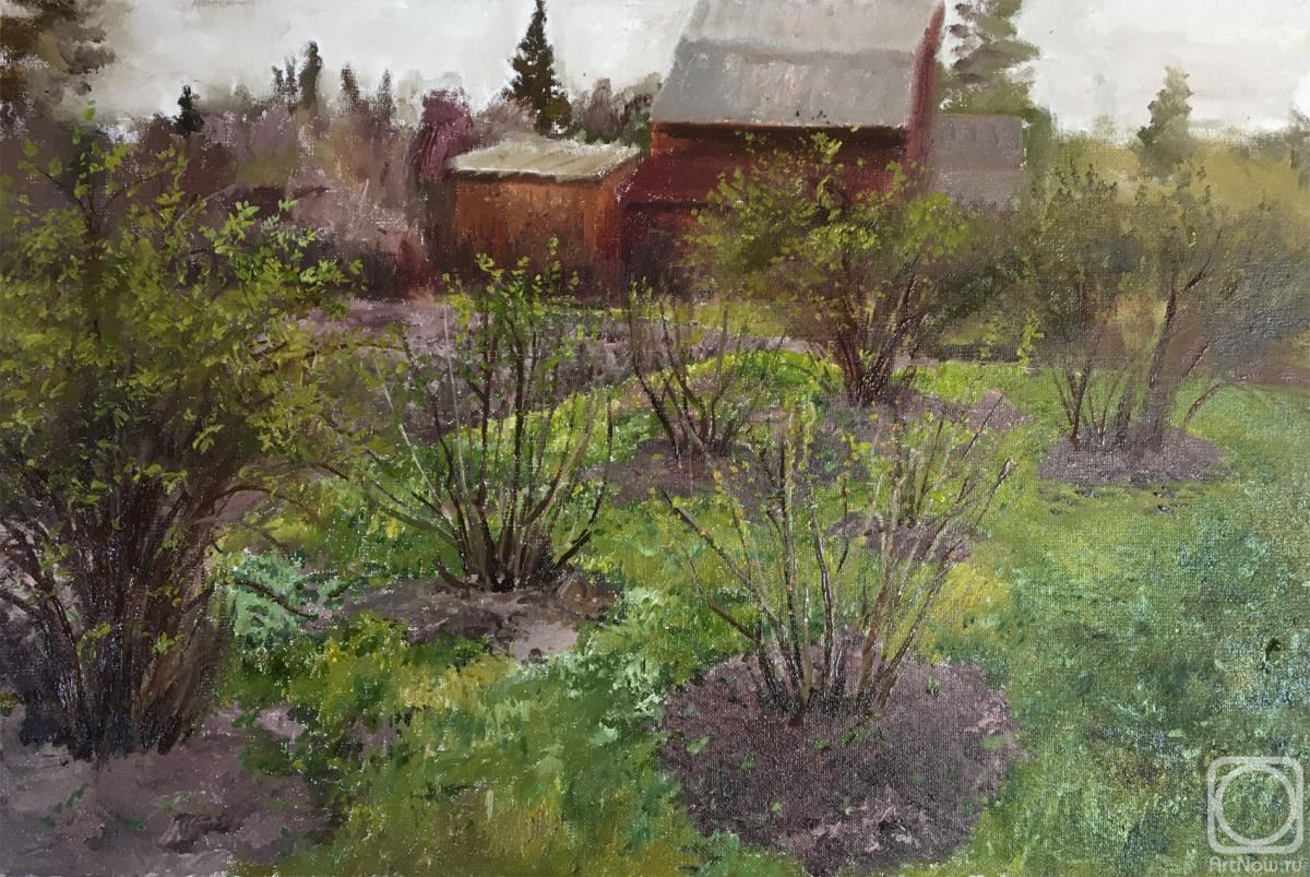 Mashin Igor. Currant bushes. Spring