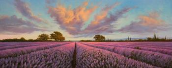 Lavender fields. Zhaldak Edward