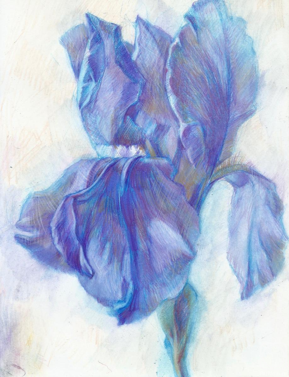 Abrikosova Stefanida. Blue iris