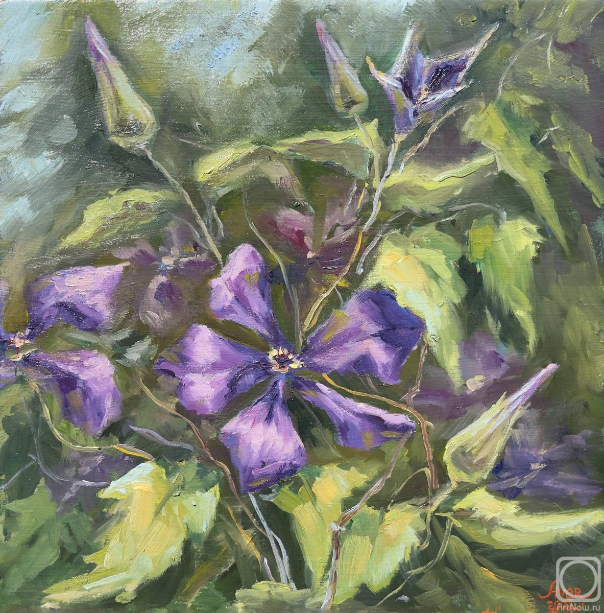 Averkieva Lyubov. Clematis