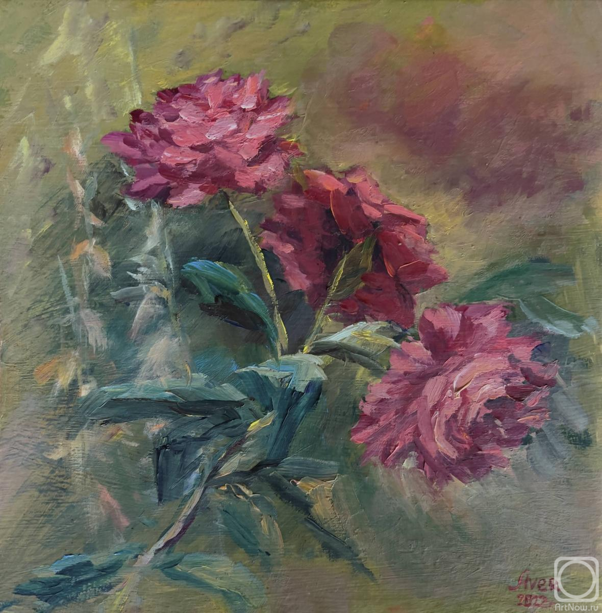 Averkieva Lyubov. Garden rose