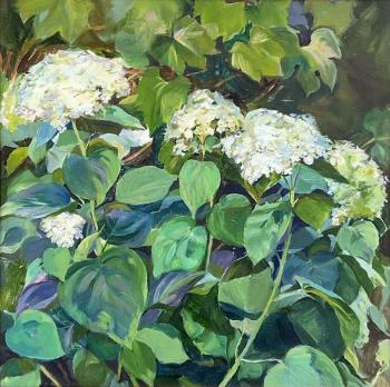 White hydrangeas (Large Leaves). Saitgareeva Rimma
