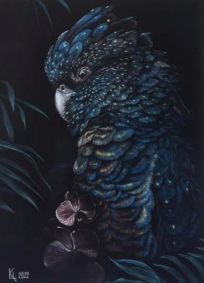 Black kakadu. Tsapalina Ekaterina