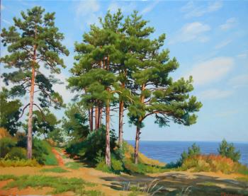 Young pines on the Volga