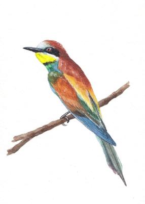 �����. ���������� �����. �������� ���������