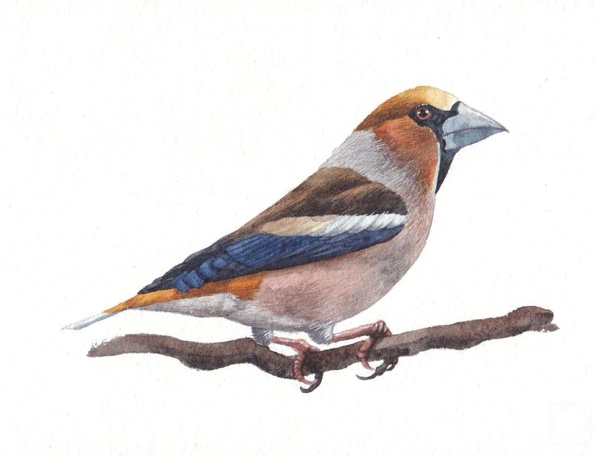 �������. �������� ���������. �����. �������