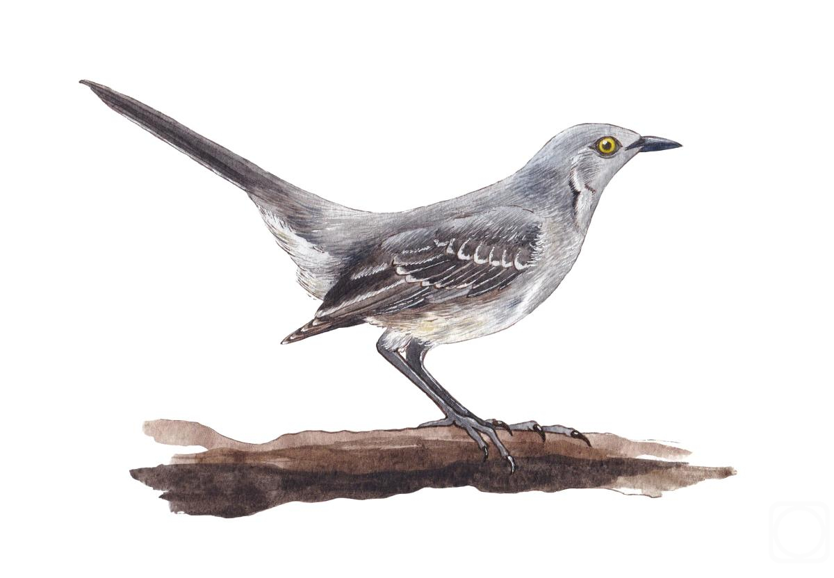 �������. �������� ���������. �����. �����������