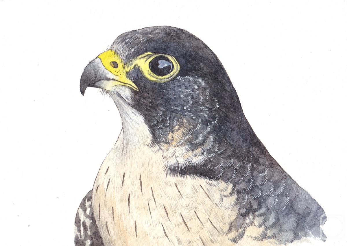 �������. �������� ���������. �����. �����-������