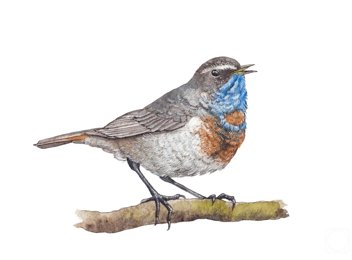 �������. �������� ���������. �����. ���������