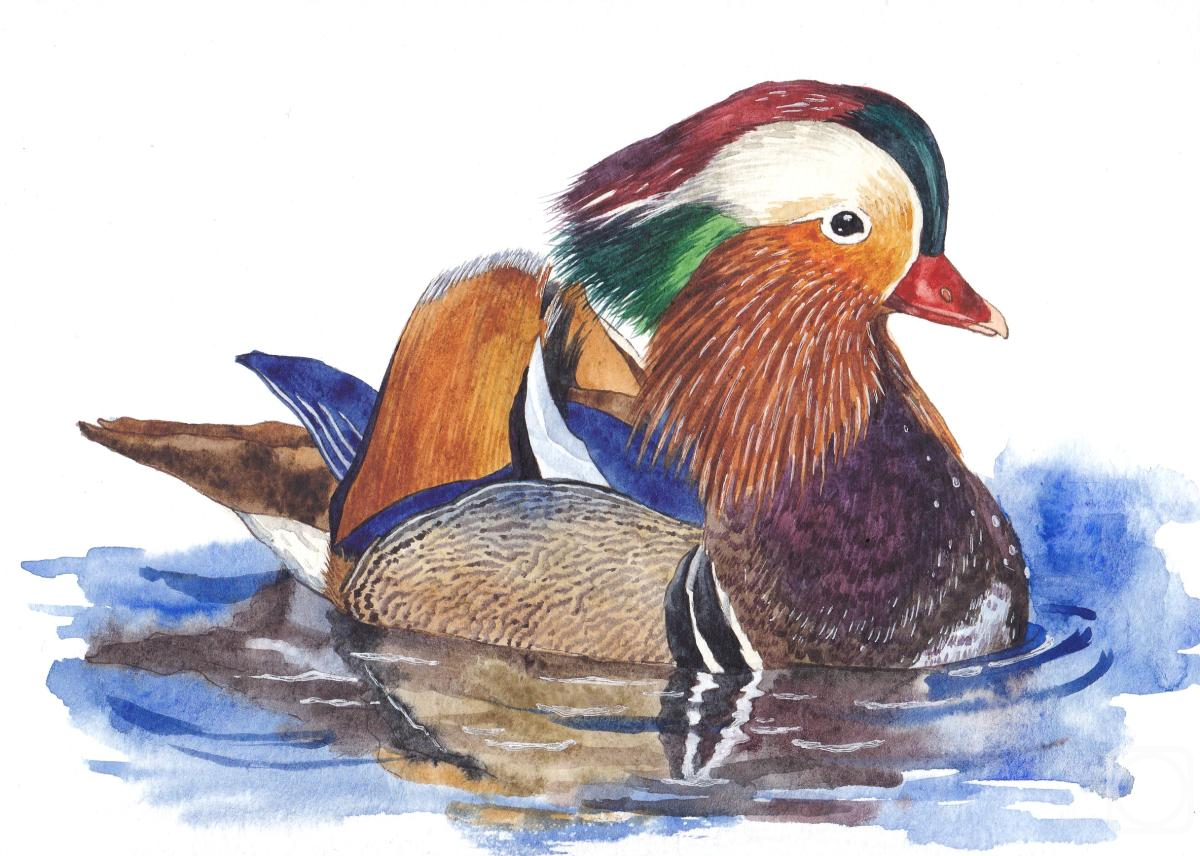 �������. �������� ���������. �����. ����-����������