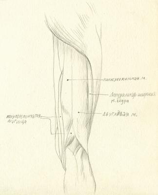Semitendinosus, Semimembranosus, Biceps femoris