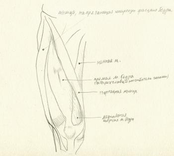 Sartorius, Rectus femoris, Retinaculum patellae mediale, etc