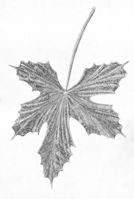 Herbarium leaf