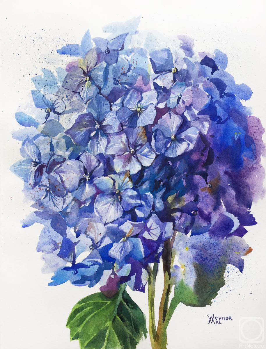 Veyner Nataliya. Blue hydrangea bouquet. Botanical painting