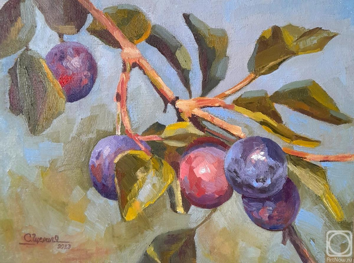 Scherilya Svetlana. Plums on a branch