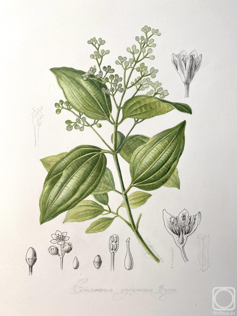 Alyoshina Anna. Cinnamomum cassia