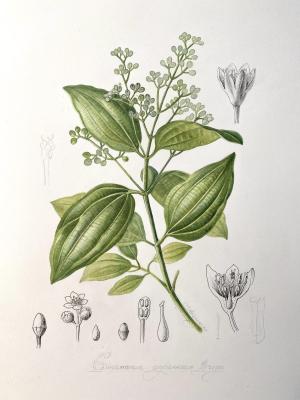 Cinnamomum cassia. Alyoshina Anna