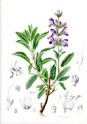 Salvia officinalis. Alyoshina Anna