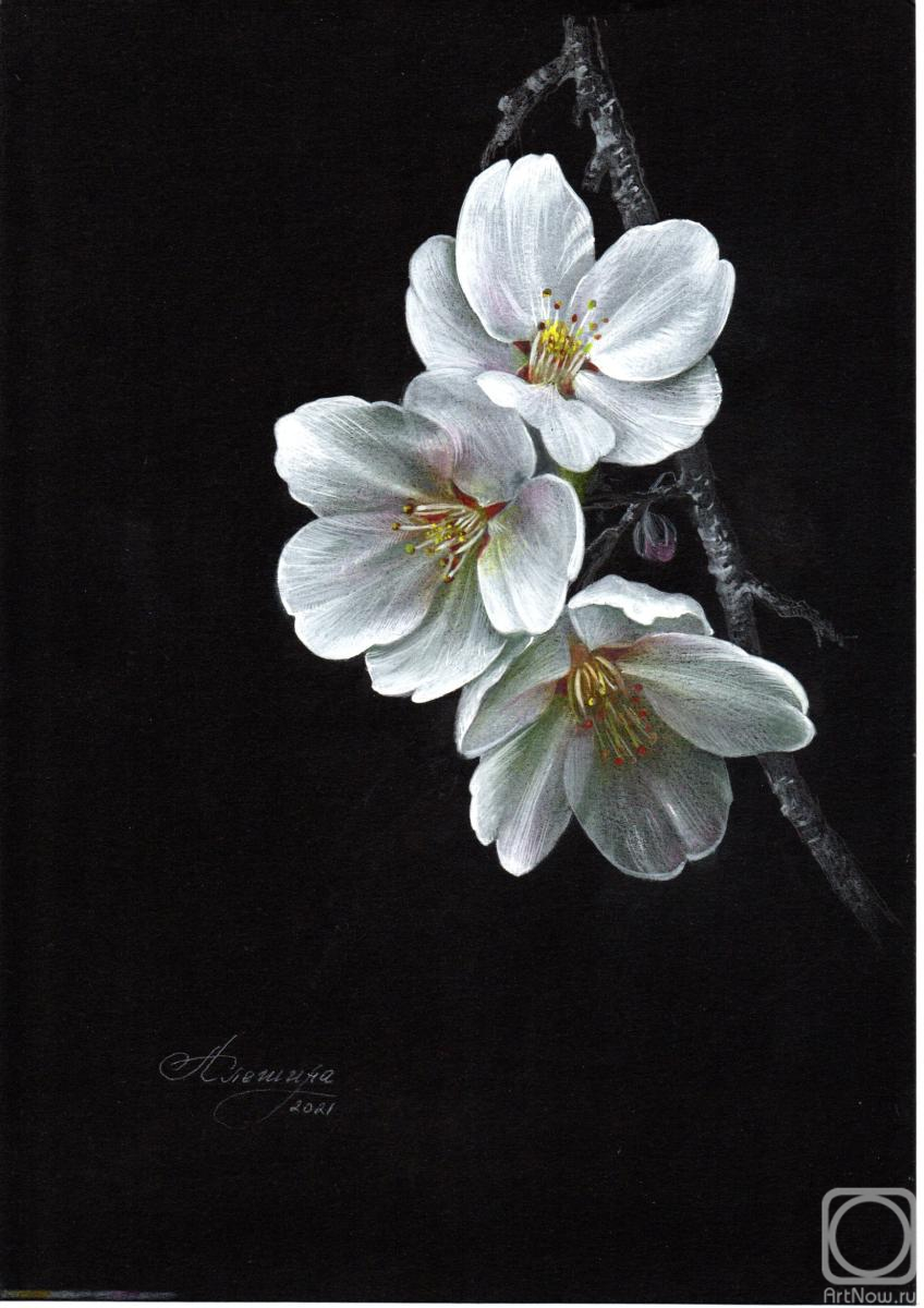 Alyoshina Anna. Spring, cherry blossom